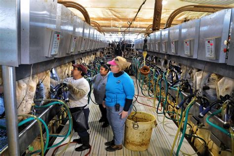Over 80 percent of Californias milk cows are in the Central Valley, with 450,000 in Tulare County (the nations largest dairy-producing. . Largest dairy farm in california